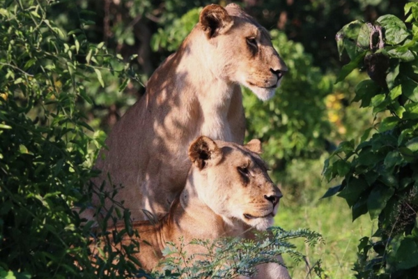 Classic Lower Zambezi, South Luangwa & Livingstone
