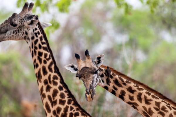 Classic Lower Zambezi, South Luangwa & Livingstone (2)