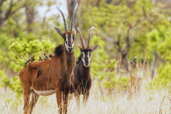 Classic Lower Zambezi, South Luangwa & Livingstone (3)