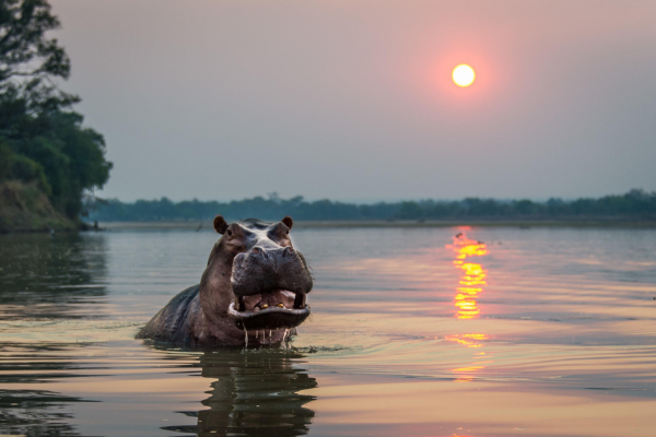 Deluxe Family South Luangwa, Lower Zambezi and Livingstone (3)