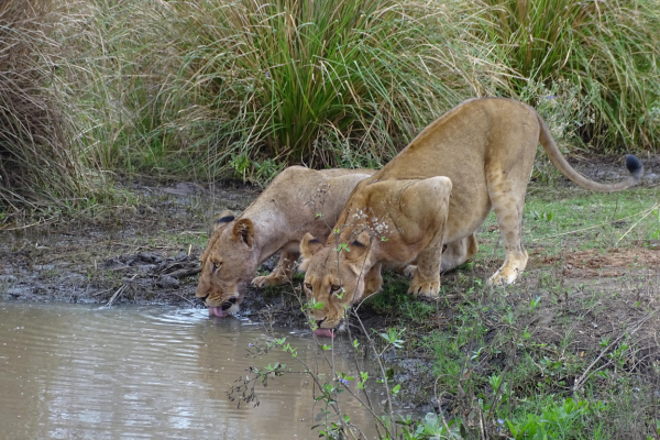 Deluxe Family South Luangwa, Lower Zambezi and Livingstone (5)