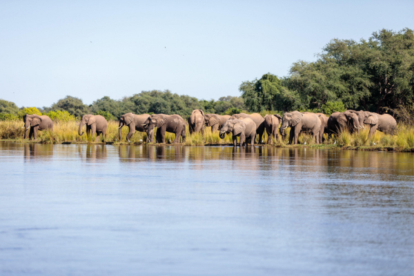 Deluxe Family South Luangwa, Lower Zambezi and Livingstone (6)