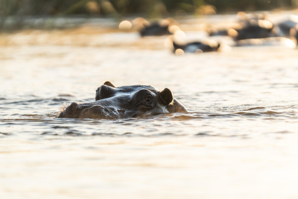 Deluxe Family South Luangwa, Lower Zambezi and Livingstone (8)