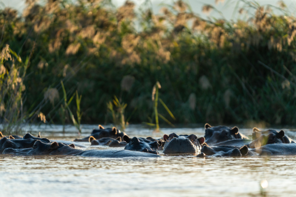Deluxe Family South Luangwa, Lower Zambezi and Livingstone (9)