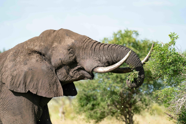 Deluxe South Luangwa & Kafue (6)