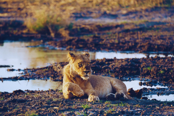 Deluxe South Luangwa & Kafue (7)