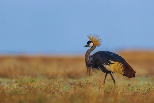Deluxe South Luangwa & Kafue (8)