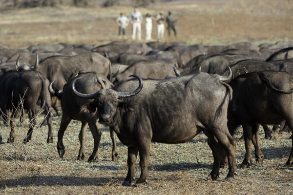 Deluxe South Luangwa & Livingstone (5)