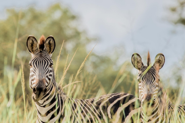 Deluxe South Luangwa & Livingstone (6)