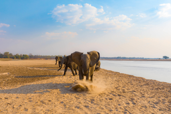 Deluxe South Luangwa, Lower Zambezi & Livingstone (2)