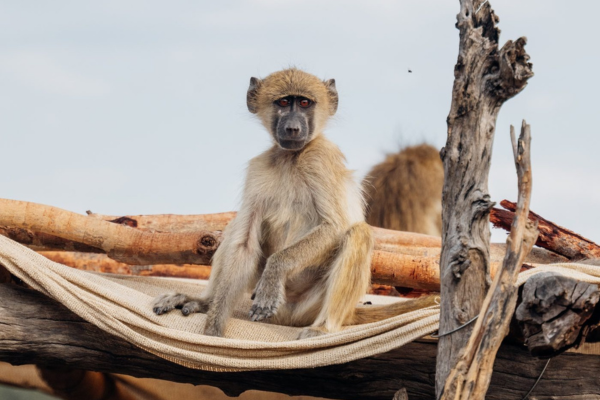 Luxury Chobe, Livingstone & Lower Zambezi (3)