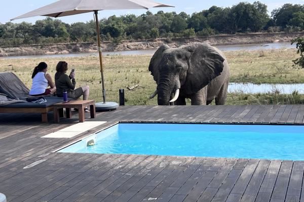 Luxury Family South Luangwa, Lower Zambezi and Livingstone (2)