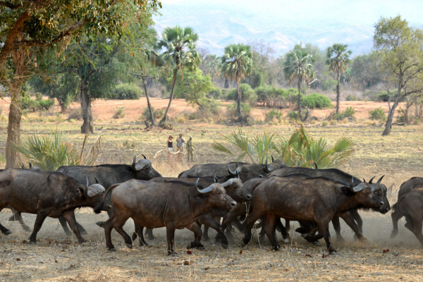 Luxury Family South Luangwa, Lower Zambezi and Livingstone (5)