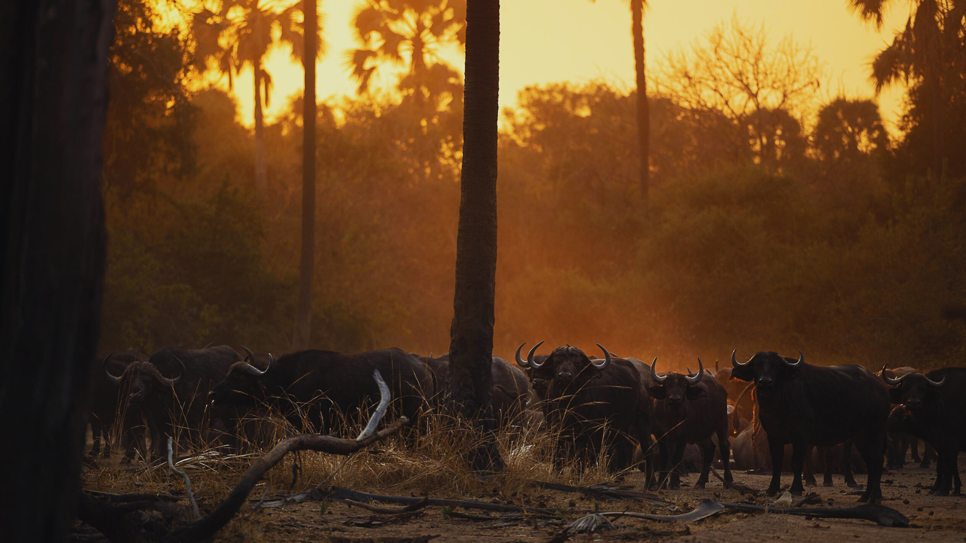 Luxury Family South Luangwa, Lower Zambezi and Livingstone HeroHero