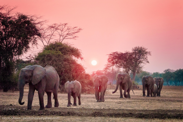 Luxury South Luangwa, Lower Zambezi and Kafue (2)