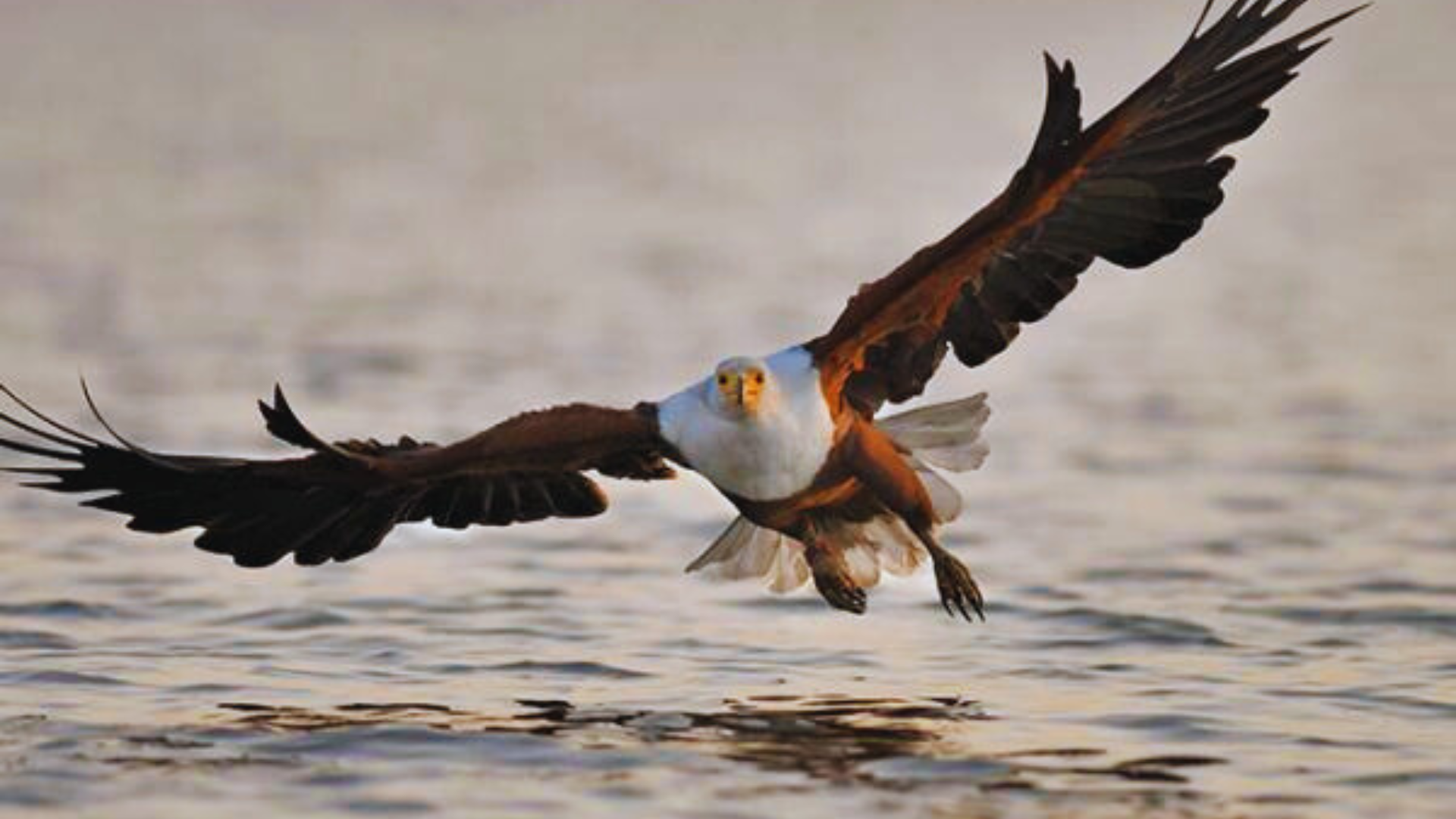 Luxury South Luangwa, Lower Zambezi and Kafue Hero